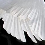 IMG_7820 Décollage de la grande aigrette